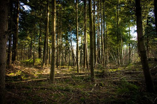 Het bos als een behang