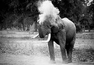 Elephant Blowing Dust van Jonathan Rusch thumbnail