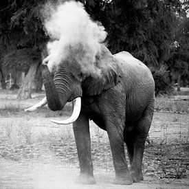 Elephant Blowing Dust van Jonathan Rusch