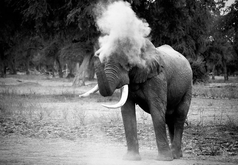 Elephant Blowing Dust van Jonathan Rusch