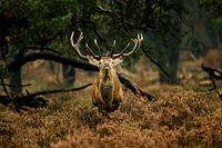 Edelhert Veluwe 