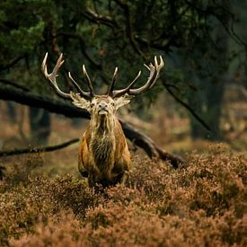 Red deer Veluwe  by Thomas Paardekooper