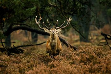 Red deer Veluwe  by Thomas Paardekooper