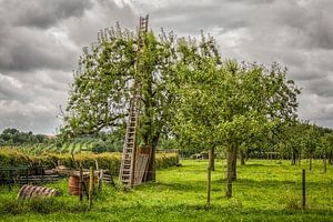Houten ladder in Hoogstamboomgaard