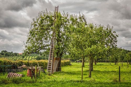 Houten ladder in Hoogstamboomgaard