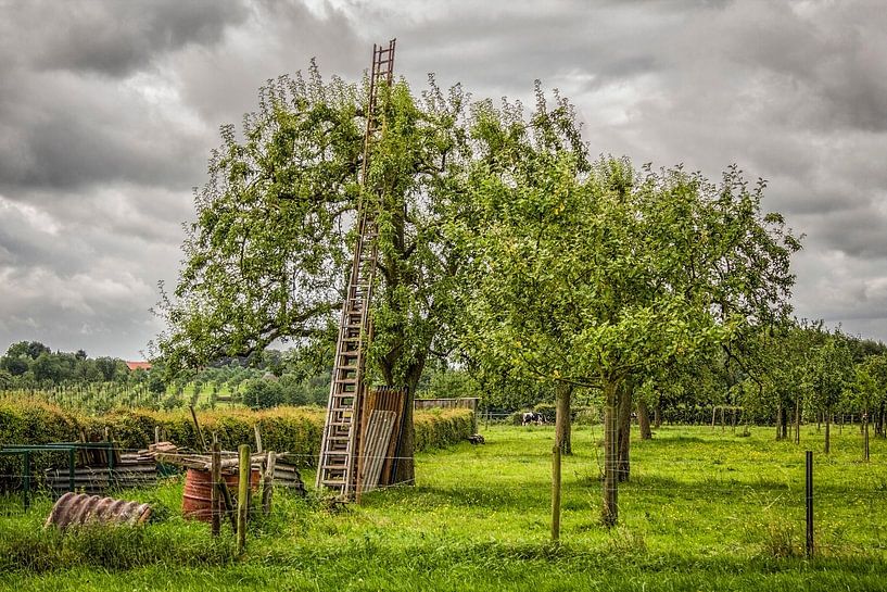 Houten ladder in Hoogstamboomgaard van John Kreukniet