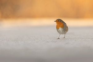 Robin sur la glace