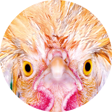 Boze kip is een Angry Bird. van Rick Nederstigt