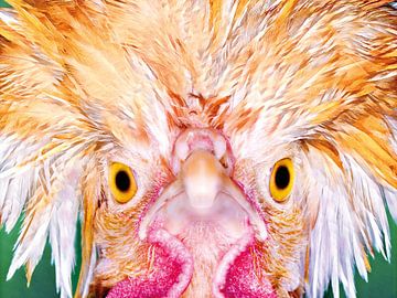 Boze kip is een Angry Bird. van Rick Nederstigt