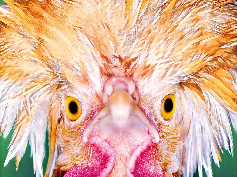Angry Chicken is an Angry Bird. by Rick Nederstigt