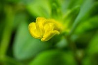 Yellow Mini Petunia