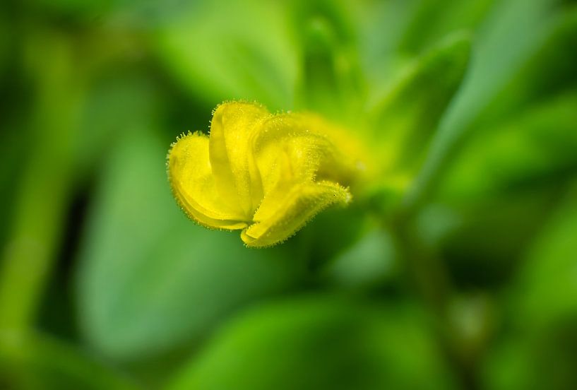 Yellow Mini Petunia par Johan Slagers