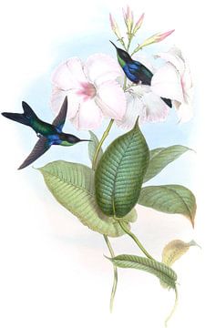 Refulgent Wood-Nymph, John Gould van Hummingbirds