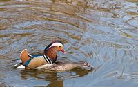 Lente in Blijdorp
