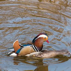 Mating Mandarin Ducks by Erik Zachte