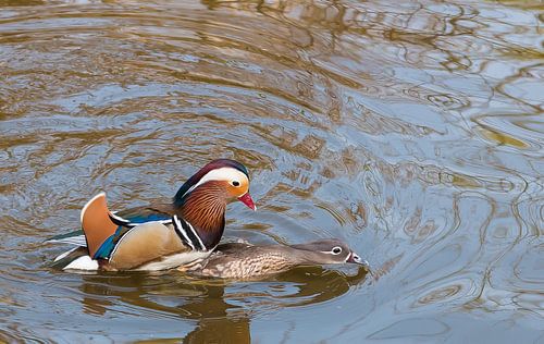 Mating Mandarin Ducks von Erik Zachte
