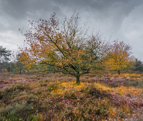 Paysage de chêne sur lande, à la Monet