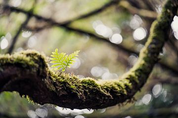 Fern on mossy branch by Dave Adriaanse