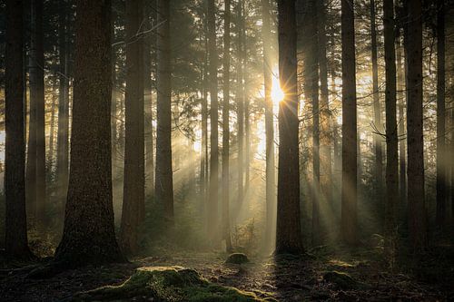 Prachtig licht tussen de bomen door van Eefje John
