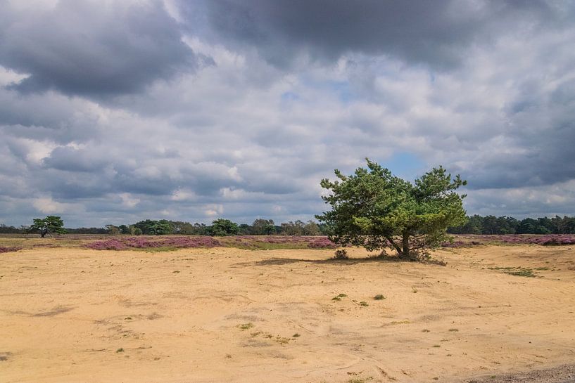 Boom in het zand op de Veluwe van Merijn Loch