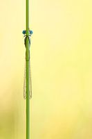 Libelle