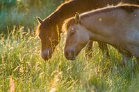 Twee lieve paarden