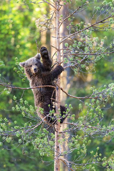 waving bear cub by Daniela Beyer