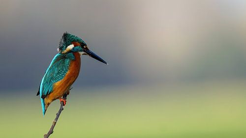 Eisvogel von Ruud van Winkel