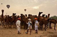 Kamelenmarkt in Pushkar