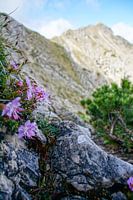 The Ammergau Alps: a nature park full of tranquillity, unspoilt nature and impressive mountain landscapes - ideal for nature and mountain photography.