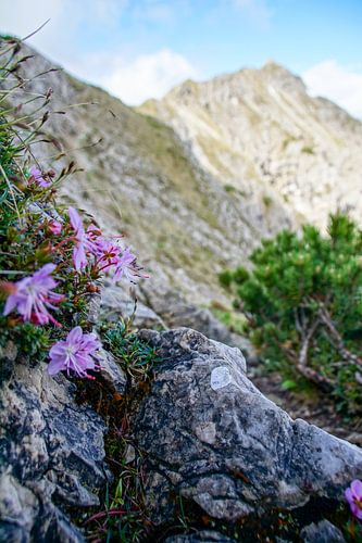 De Ammergauer Alpen: een natuurpark vol rust, ongerepte natuur en indrukwekkende berglandschappen - ideaal voor natuur- en bergfotografie.