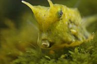 Groene vis von Renate Peppenster Miniaturansicht