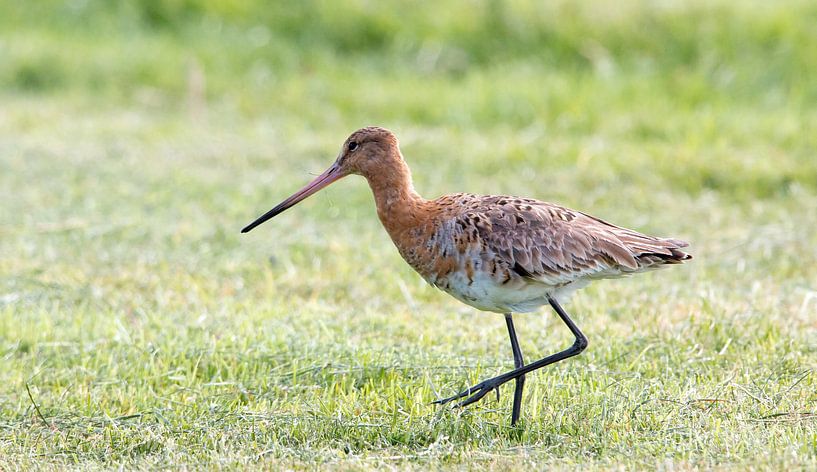 Godwit by Pieter Heres