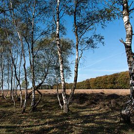 Berkenbomen bij Planken Wambuis op de Veluwe sur Cilia Brandts