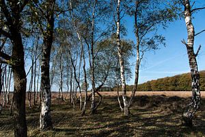 Berkenbomen bij Planken Wambuis op de Veluwe von Cilia Brandts