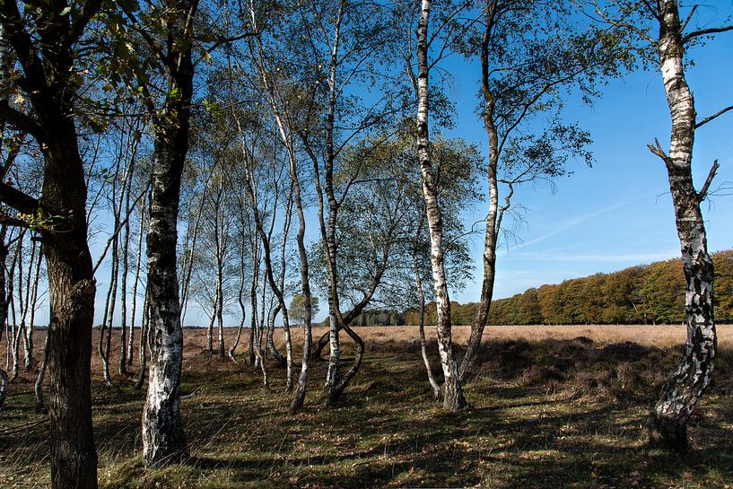 Berkenbomen bij Planken Wambuis op de Veluwe par Cilia Brandts