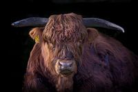 Portret van een schotse hooglander