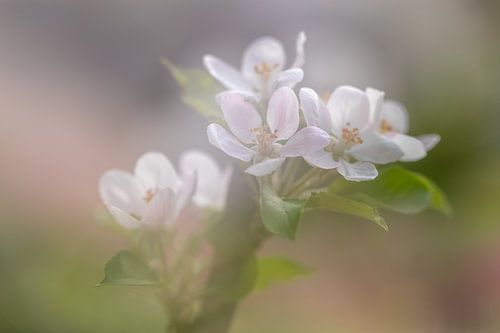 Flowering apple tree