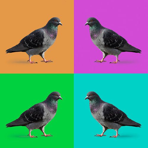 Vier postduiven in kleurvlakken in oranje paars groen en blauw
