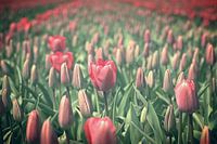 Tulpen