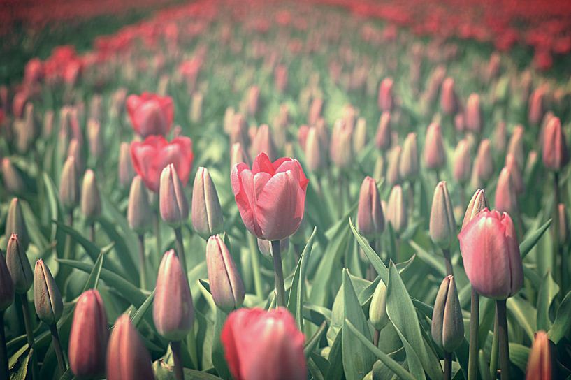 Nothing but Flowers by Remy De Milde