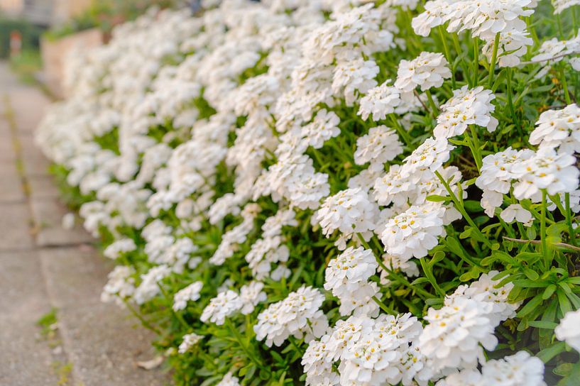 Bloemen by Jane Changart