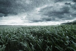 Maisfeld im stürmischen Wetter von Besa Art