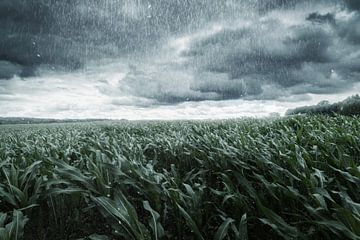 Un champ de maïs par temps de tempête sur Besa Art