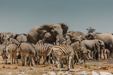 Olifanten- en zebrakudde bij een waterhole in Etosha van lousfoto