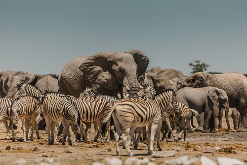 Elefanten- und Zebraherde an einer Wasserstelle in Etosha
