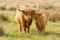 schotse hooglander met kalf, moederliefde, cow, highland cow