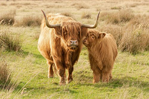 schotse hooglander met kalf, moederliefde, cow, highland cow