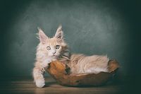 kitten in the bakkie