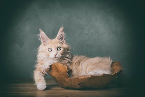 kitten in the bakkie